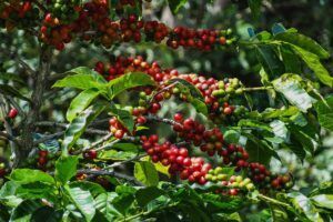 La variedad de café gueisha. ¿Lo mejor del café de especialidad?