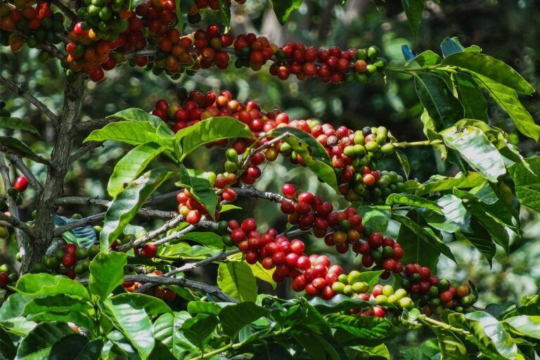 La variedad de café gueisha. ¿Lo mejor del café de especialidad?
