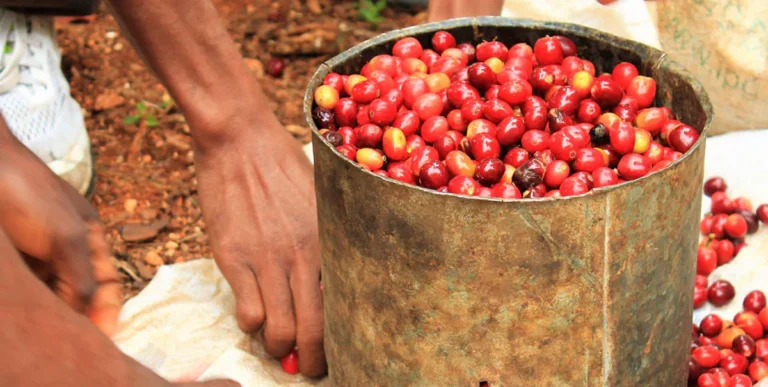 Sostenibilidad en la producción del café de especialidad